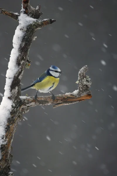 Pimpelmees, parus caeruleus — Stockfoto