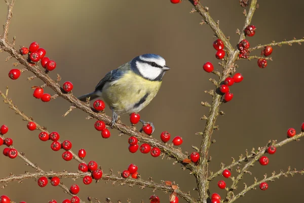 Teta azul, Parus caeruleus — Foto de Stock