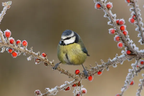 Blue tit, Parus caeruleus — Stock Photo, Image