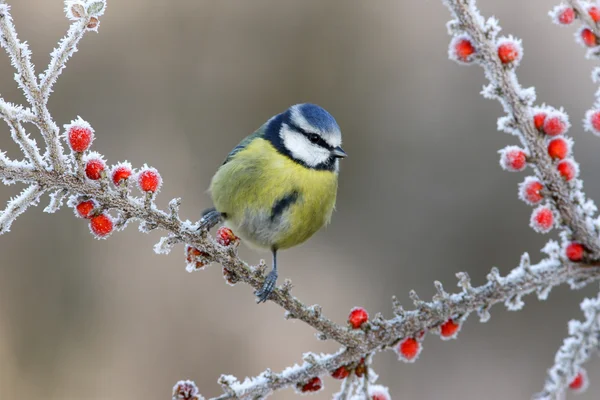 Голубая синица, parus caeruleus — стоковое фото