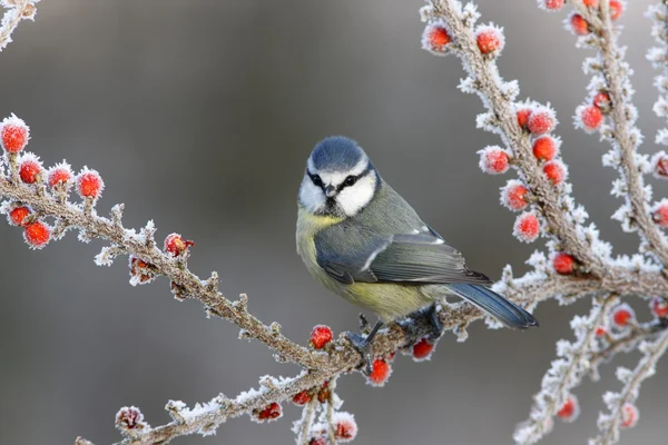 Modraszka, parus caeruleus — Zdjęcie stockowe