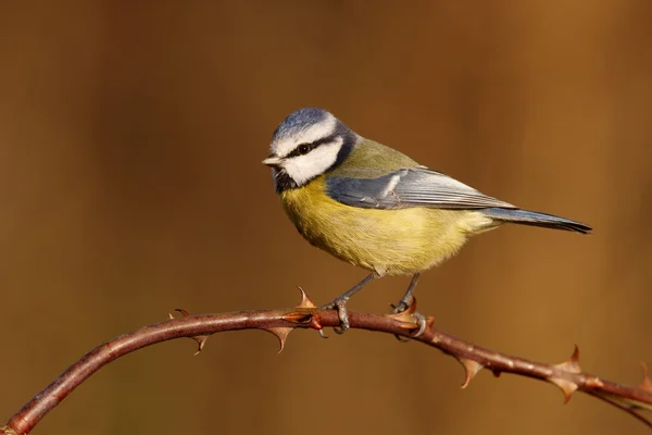 Teta azul, Parus caeruleus —  Fotos de Stock