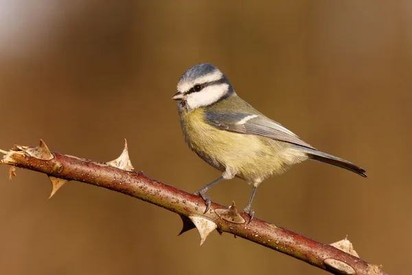 Kék cinege, parus caeruleus — Stock Fotó