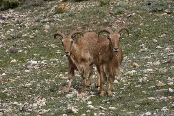 Barbary sheep or Mouflon, Ammotragus lervia