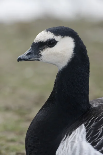 Barnacle Goose, Branta Fabcopsis — стоковое фото