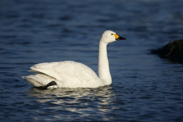 Bewicks swan, Cygnus bewickii, — Stock Photo, Image