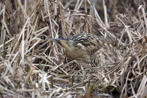 Rohrdommel, botaurus stellaris — Stockfoto