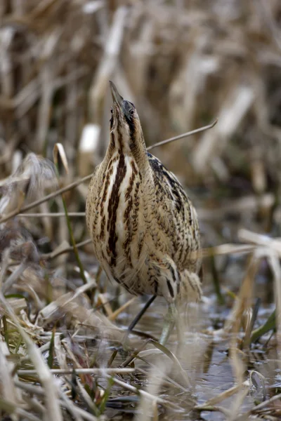 Bittern, Botaurus stellaris — Stock Photo, Image