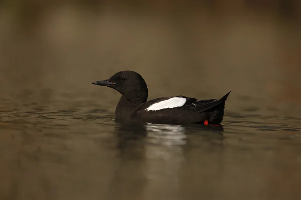 Ghigliottina nera, Cepphus grylle — Foto Stock