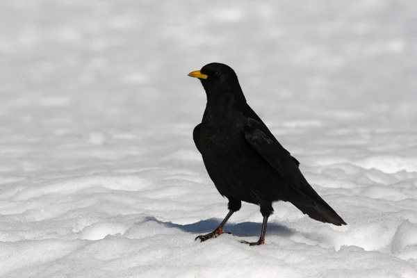 Massa alpina ou massa de bico amarelo, Pyrhocorax graculus — Fotografia de Stock