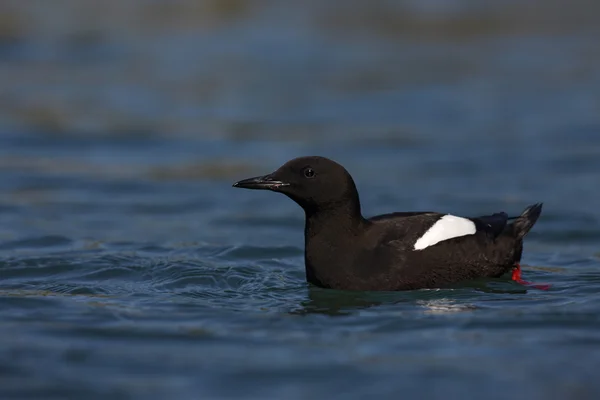 Black guillemot, Cepphus grylle — Stock Photo, Image