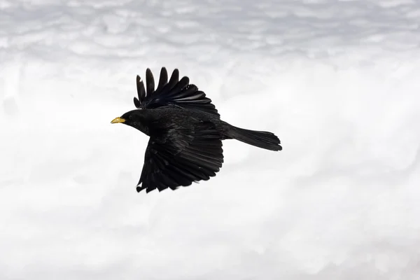 Tusea alpină sau tusea cu factură galbenă, Pyrhocorax graculus — Fotografie, imagine de stoc