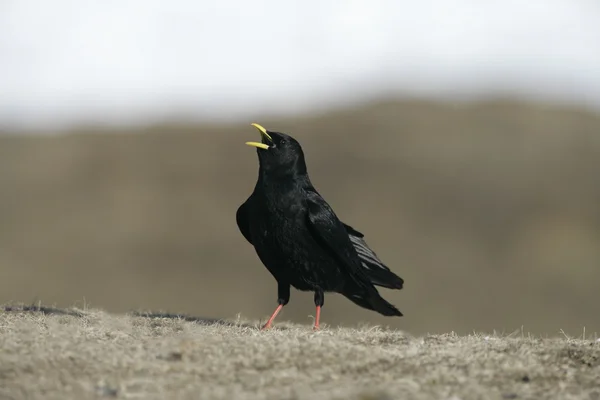 Massa alpina ou massa de bico amarelo, Pyrhocorax graculus — Fotografia de Stock