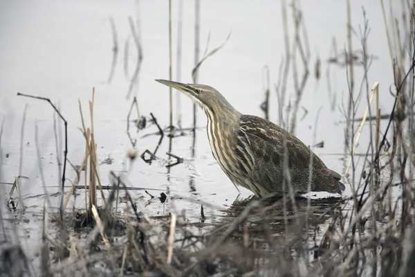 American bittern. Botaurus lentiginosus — Stock Photo, Image