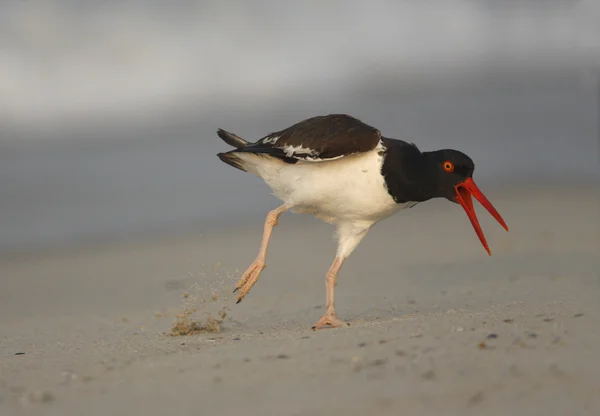 Acchiappa ostriche americane Haematopus palliatus — Foto Stock