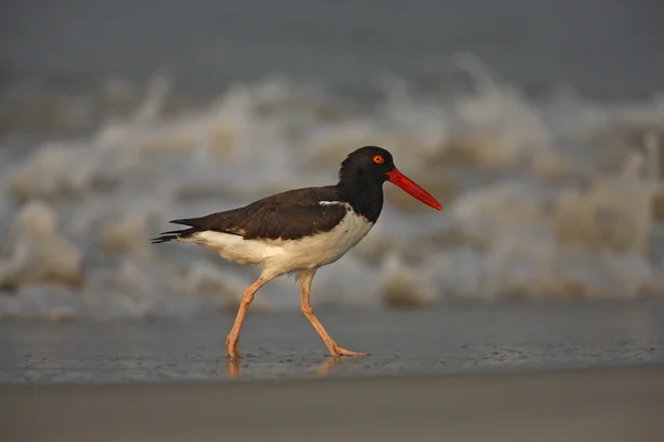 Apanhador de ostras americano, Haematopus palliatus — Fotografia de Stock