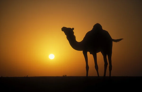 Camello árabe o dromedario, Camelus dromedarius — Foto de Stock