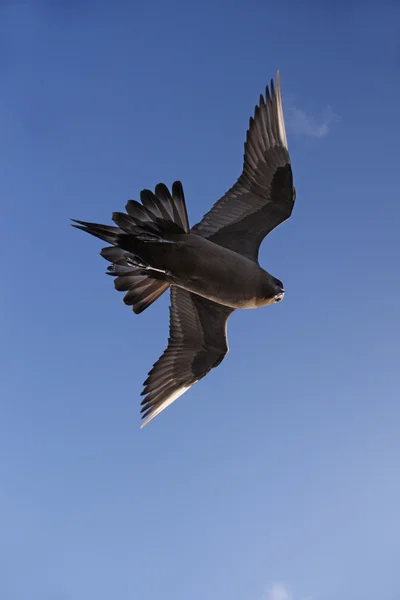 Арктичних skua Stercorarius parasiticus — стокове фото