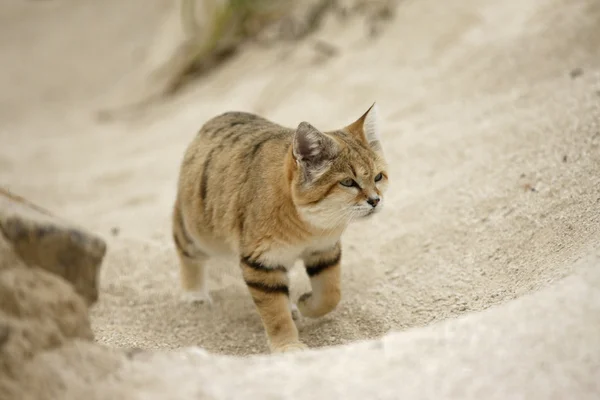 Arabisk sandkat, Felis margarita harrisoni - Stock-foto