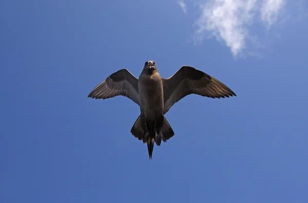 Arctic skua Stercorarius parrichticus — стоковое фото