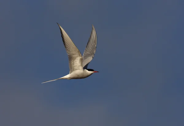 Arctic tern, Sterna paradisaea — Stock Photo, Image