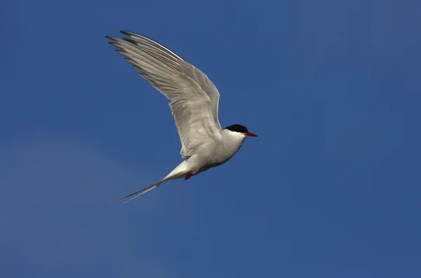 Tern ártico, Sterna paradisaea — Fotografia de Stock