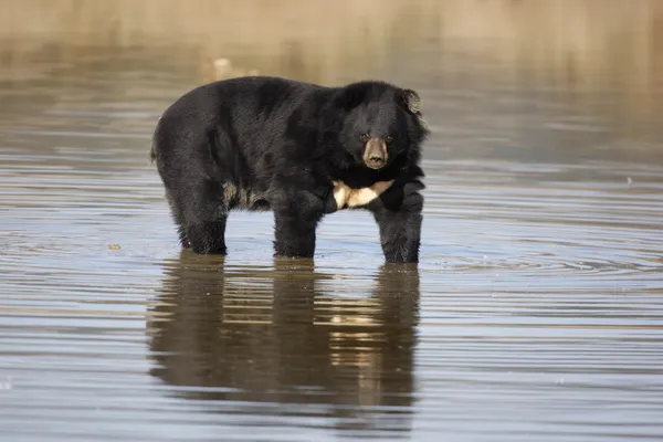 Black bear azjatyckich, ursus thibetanus, — Zdjęcie stockowe