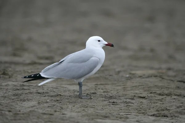 Si Audouins Racek Larus audouini – racek zelenonohý — Stock fotografie