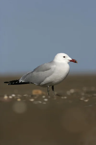 Audouins's gull Larus audouinii — Stock Photo, Image