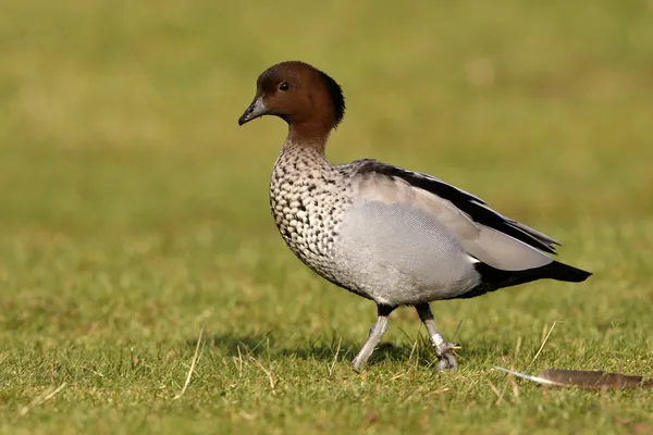 Canard australien ou canard pilé, Chenonetta jubata , — Photo