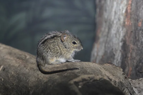 Африканская полосатая мышь, Rhabdomys pumilio — стоковое фото