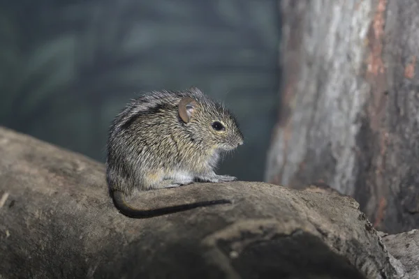 Ratón rayado africano, Rhabdomys pumilio — Foto de Stock