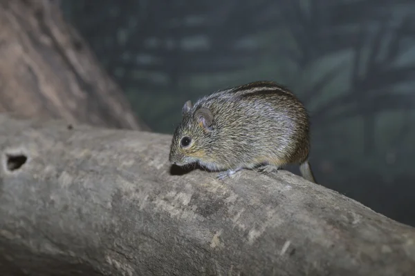 Afrykańskie myszy paski, rhabdomys pumilio — Zdjęcie stockowe