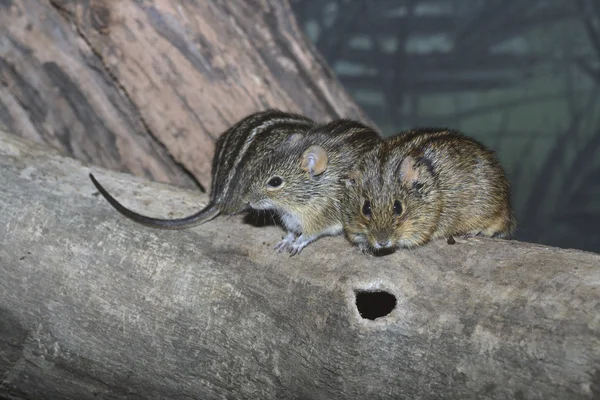 Afrykańskie myszy paski, rhabdomys pumilio — Zdjęcie stockowe