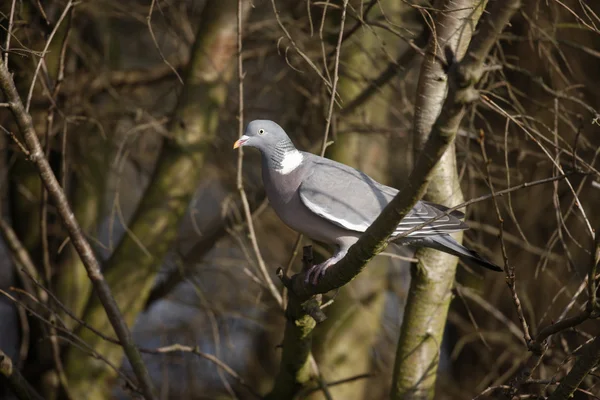 Tahta güvercin, Columba Palumbus — Stok fotoğraf