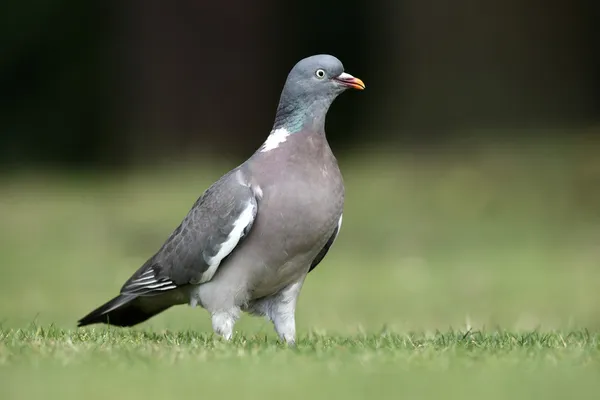 Paloma de madera, Columba palumbus — Foto de Stock