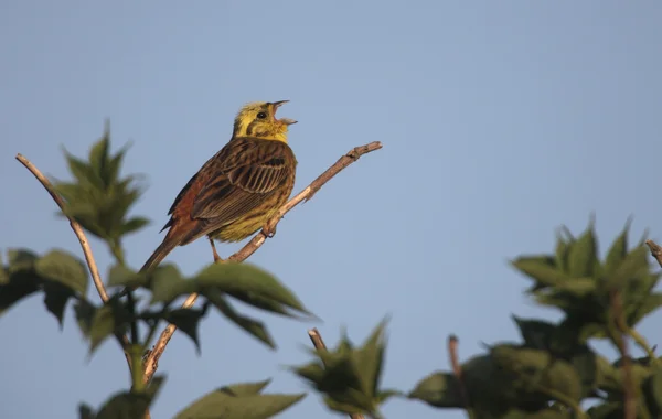 Escribano cerillo, emberiza citrinella — Foto de Stock