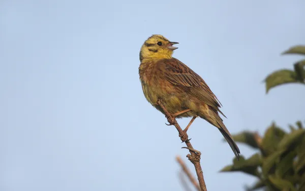 Jaune, Emberiza citrinella — Photo