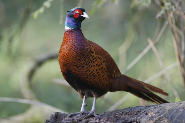 Gemeiner Fasan, Phasianus colchicus — Stockfoto