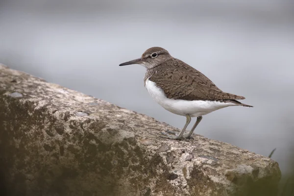 Sandpiper comum, Tringa hypoleucos — Fotografia de Stock