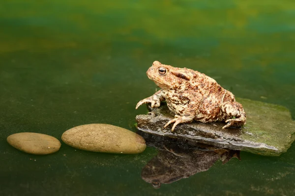 Sapo común, Bufo bufo — Foto de Stock