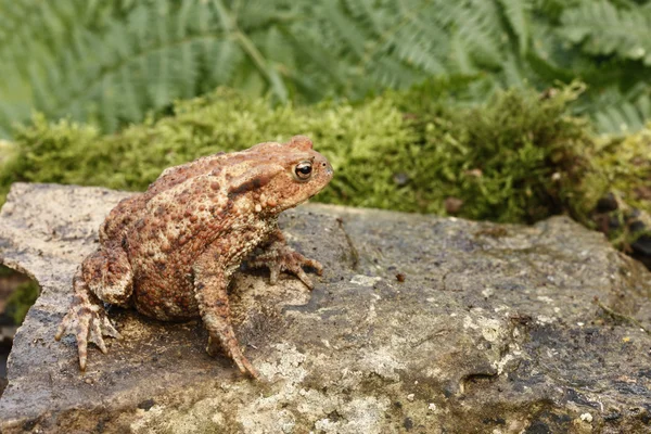 Sapo comum, Bufo bufo — Fotografia de Stock