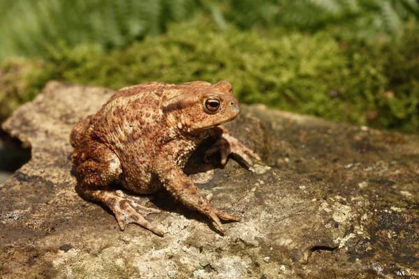 Sapo comum, Bufo bufo — Fotografia de Stock