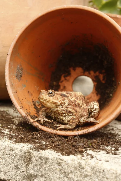 Ortak kurbağa, bufo bufo — Stok fotoğraf