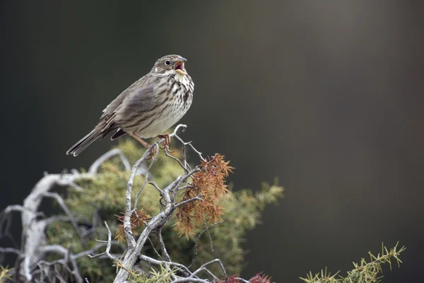 Strnad, emberiza calandra — Stock fotografie