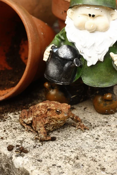 Sapo comum, Bufo bufo — Fotografia de Stock