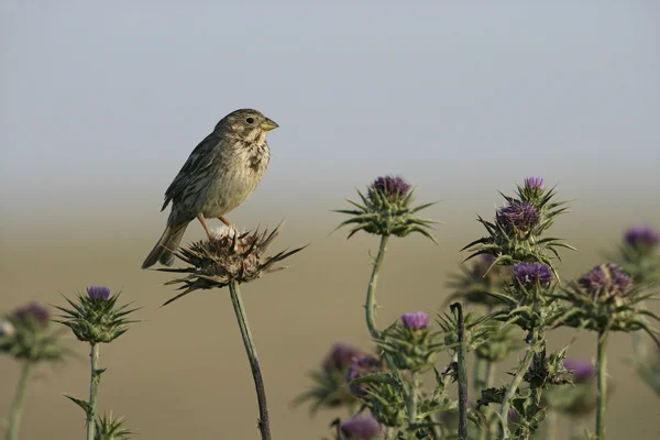 Kukurydza potrzeszcz, emberiza calandra — Zdjęcie stockowe