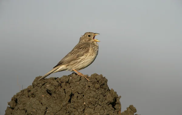 Grauwe gors, emberiza calandra — Stockfoto