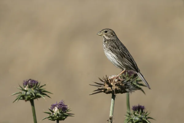 Strnad, emberiza calandra — Stock fotografie