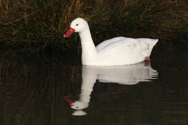 Coscoroba cigno, Coscoroba coscoroba — Foto Stock